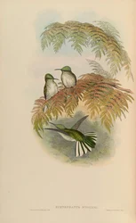 Eustephanus stokesi = Sephanoides sephaniodes